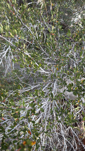 Cercocarpus ledifolius observed 2026-10-25