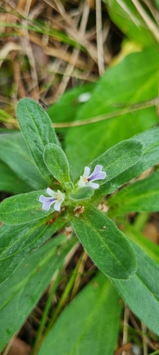 Ajuga australis observed 2026-10-24