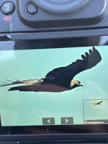 Golden Eagle