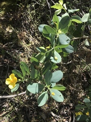 Dendromecon harfordii