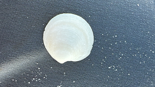 Dosinia observed 2026-10-25
