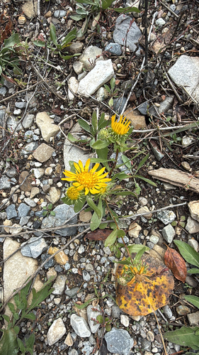 Grindelia squarrosa, 2026-10-25