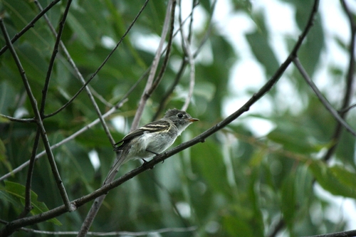 Least Flycatcher