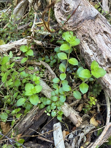 Epilobium rotundifolium observed 2026-10-25
