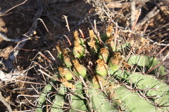 Ferocactus herrerae