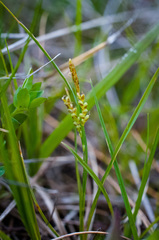 Carex aurea