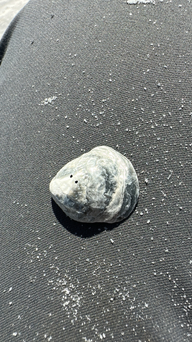 Anomia simplex, 2026-10-25