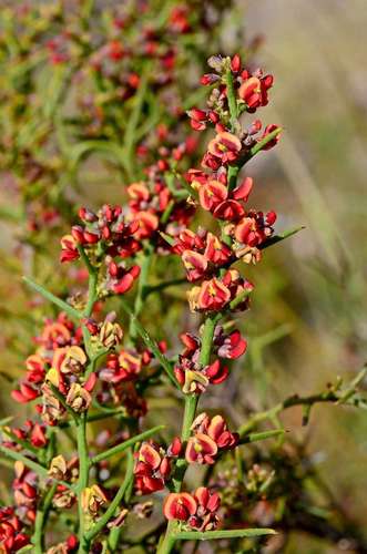 Image of Daviesia devito by (c) gmgoods, some rights reserved (CC BY)