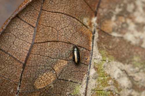 Barley Flea-Beetle