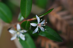 Nematolepis squamea squamea