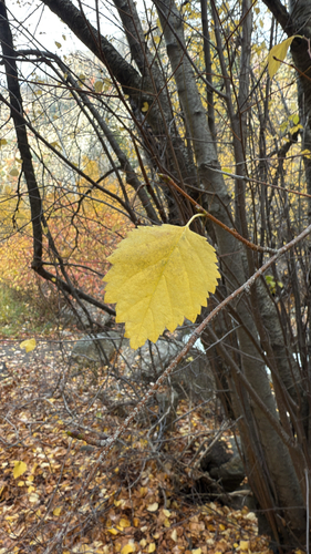 Betula microphylla, 2026-10-25