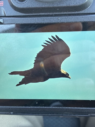 Golden Eagle