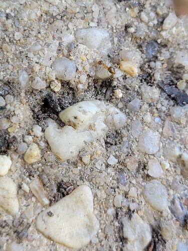 Common American Thief Ant