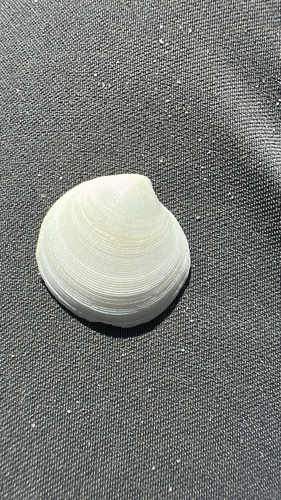 Dosinia observed 2026-10-25