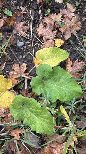 Arctium lappa observed 2026-10-25