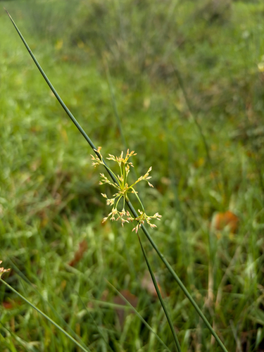 Juncus effusus observed 2026-10-25