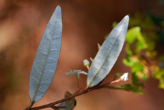 Nematolepis squamea squamea