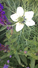Nigella damascena