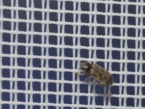 Heterocerus fenestratus