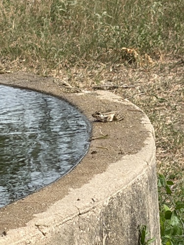 Rio Grande Leopard Frog
