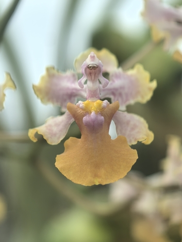 Oncidium luridum observed 2026-10-25