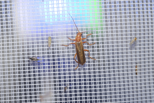 Cantharis rufa