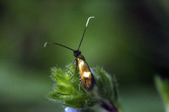 Cauchas fibulella