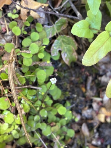 Lagenophora pumila observed 2026-10-25