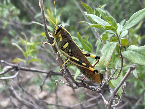 White-lined Bird Grasshopper