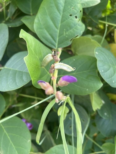 Canavalia rosea observed 2026-10-25