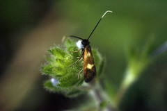 Cauchas fibulella