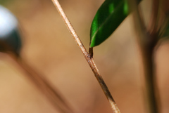 Nematolepis squamea squamea