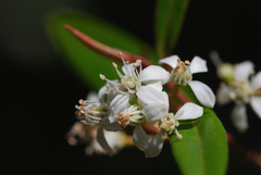 Nematolepis squamea squamea