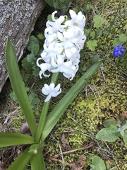 Hyacinthus