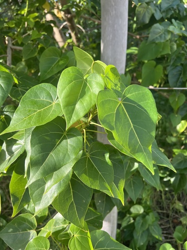 Thespesia populnea observed 2026-10-25