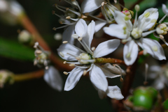 Nematolepis squamea squamea