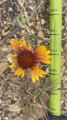 Gaillardia aristata observed 2026-10-25