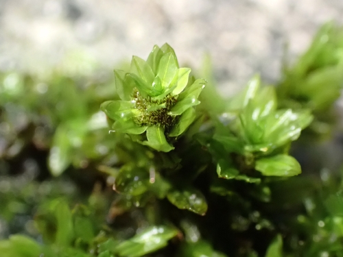Encalypta streptocarpa observed 2026-10-24