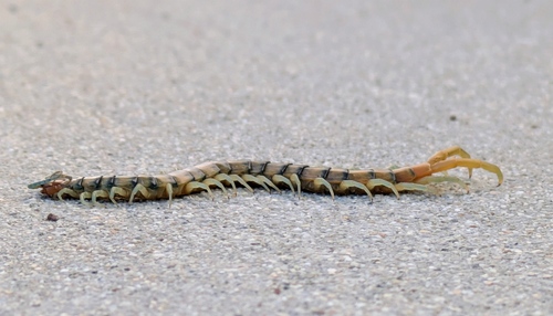 Common Desert Centipede