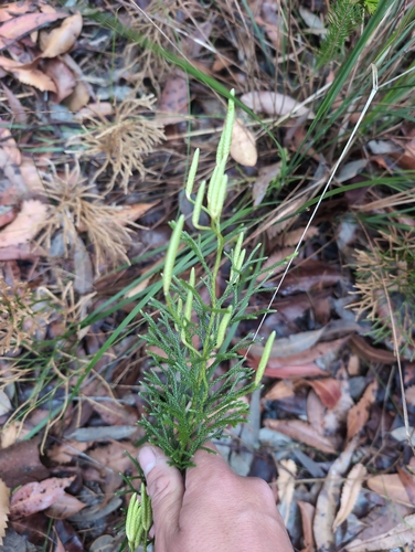 Pseudolycopodium densum observed 2026-10-26