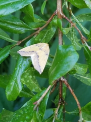 Neoterpes edwardsata