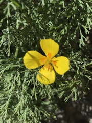 Eschscholzia ramosa