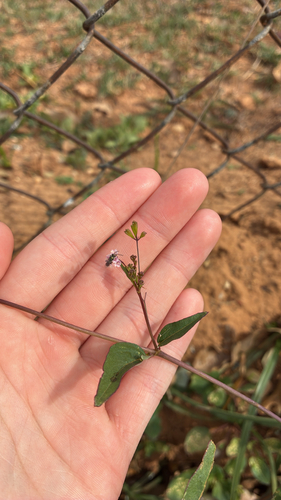Boerhavia erecta observed 2026-10-25
