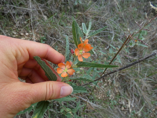 Narrowleaf Globemallow