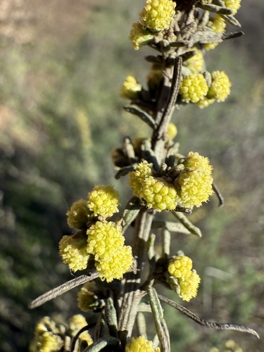 Artemisia californica, 2026-10-25