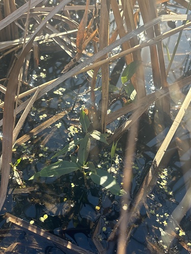 Persicaria amphibia, 2026-10-25