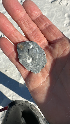 Crassostrea virginica observed 2026-10-25