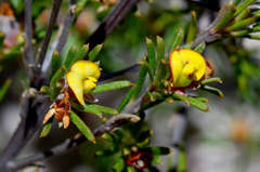 Phyllota pleurandroides