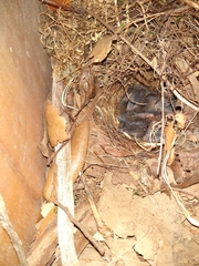 Thryomanes bewickii