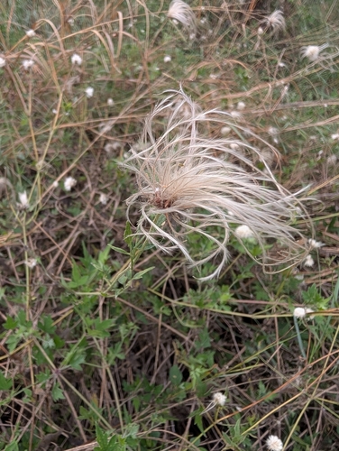 Old Man's Beard Clematis